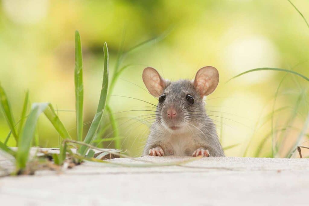 Diseases Carried By Mice &Amp; Rodents