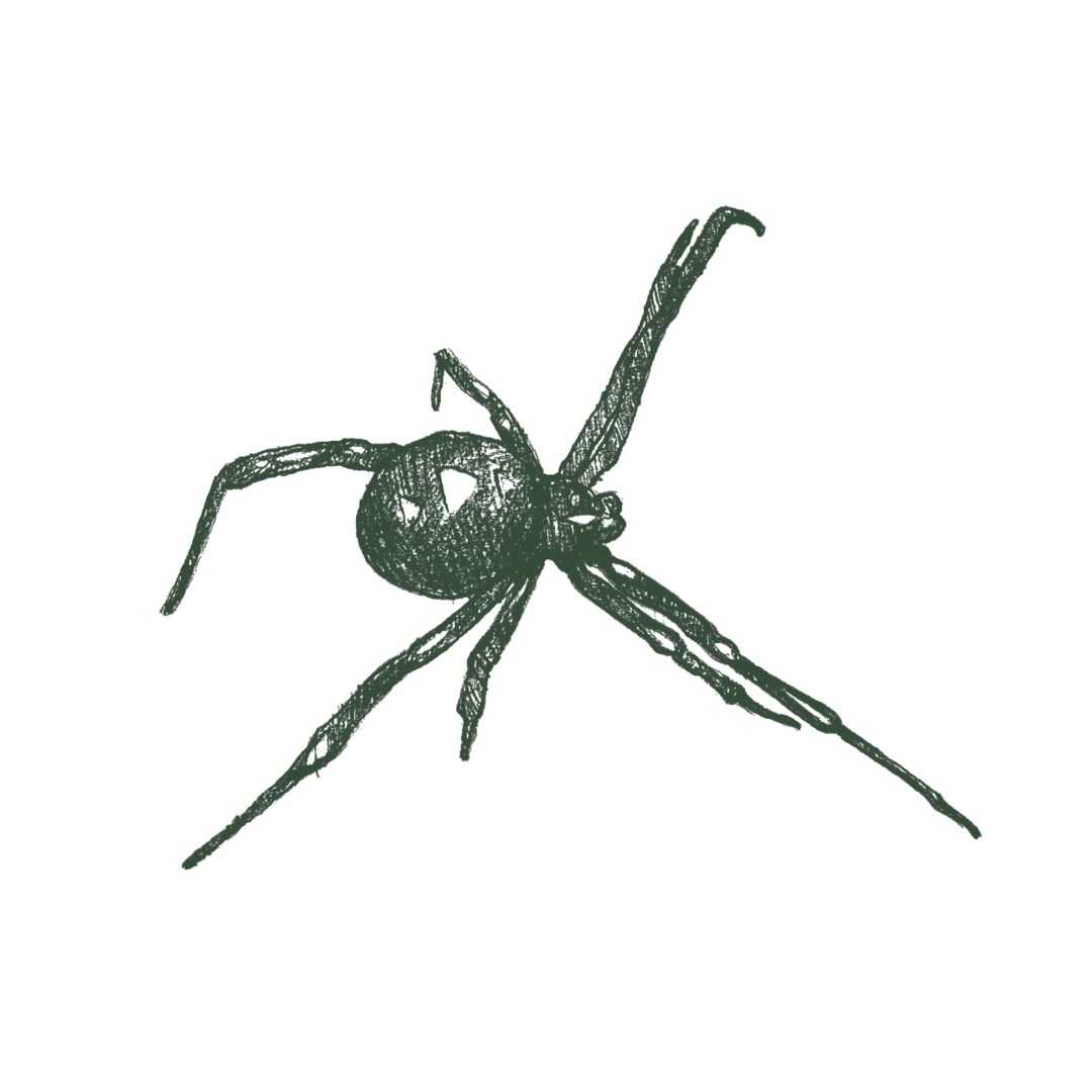 Illustration of black widow spider.