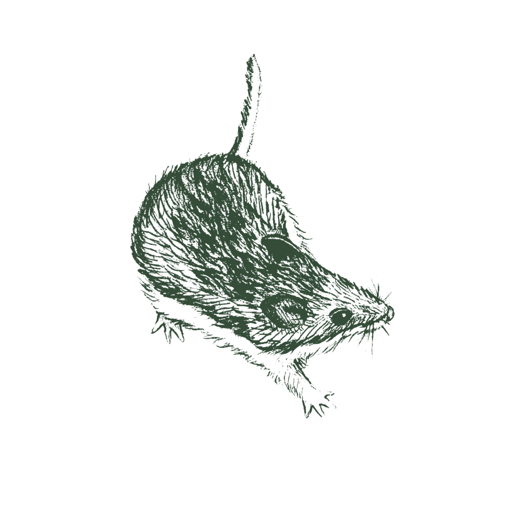 Illustration of deer mouse.