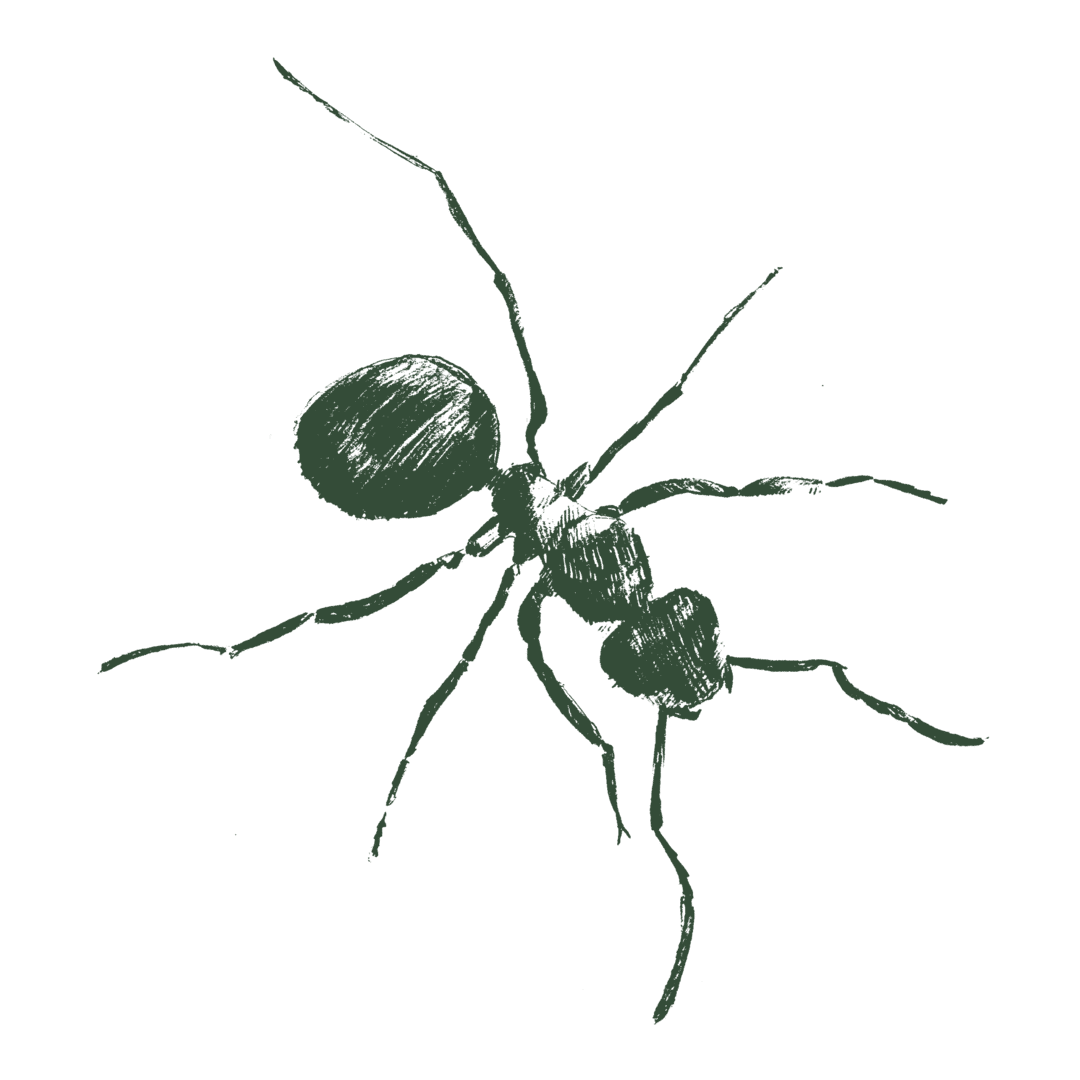 Drawing of a harvester ant.