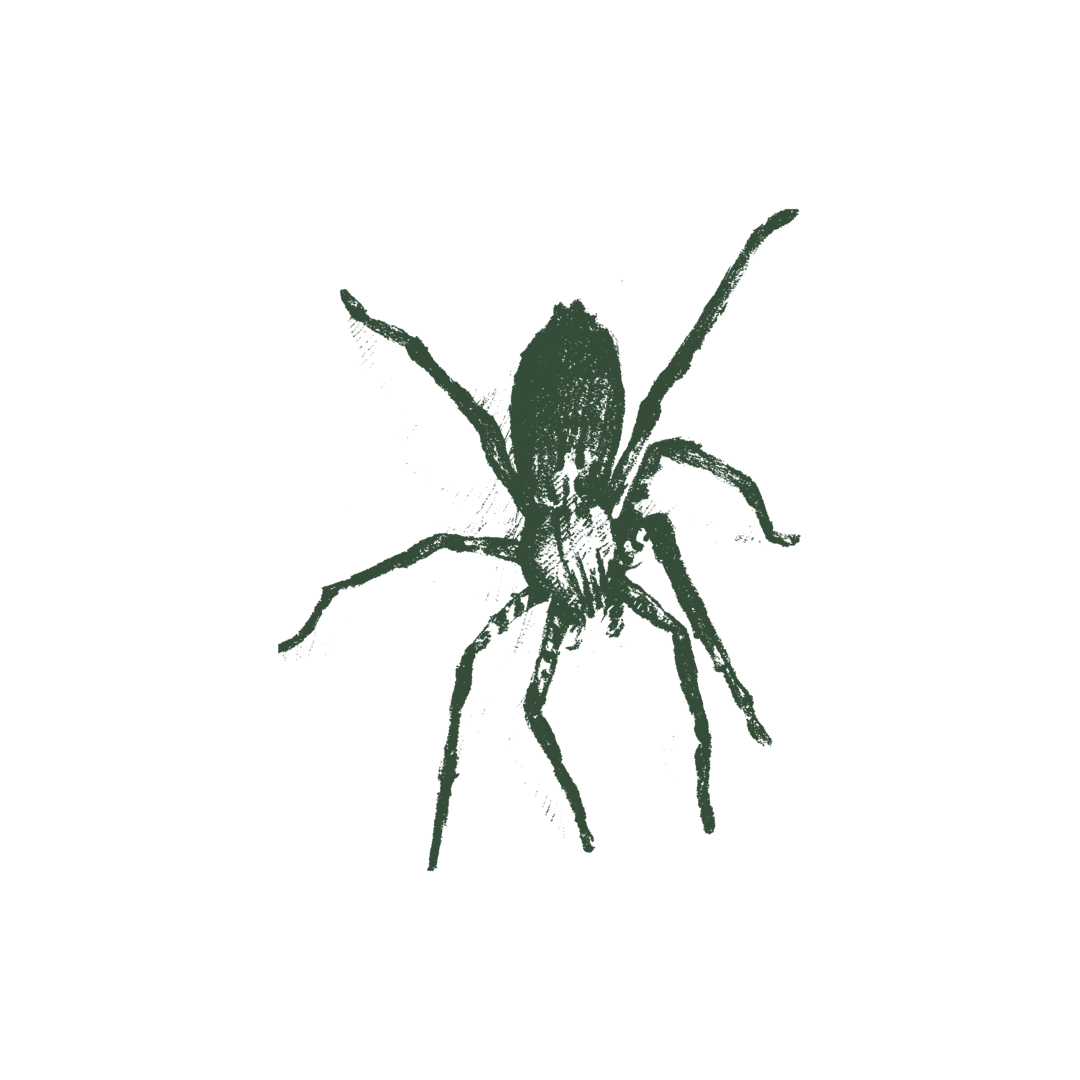 Illustration of spider.