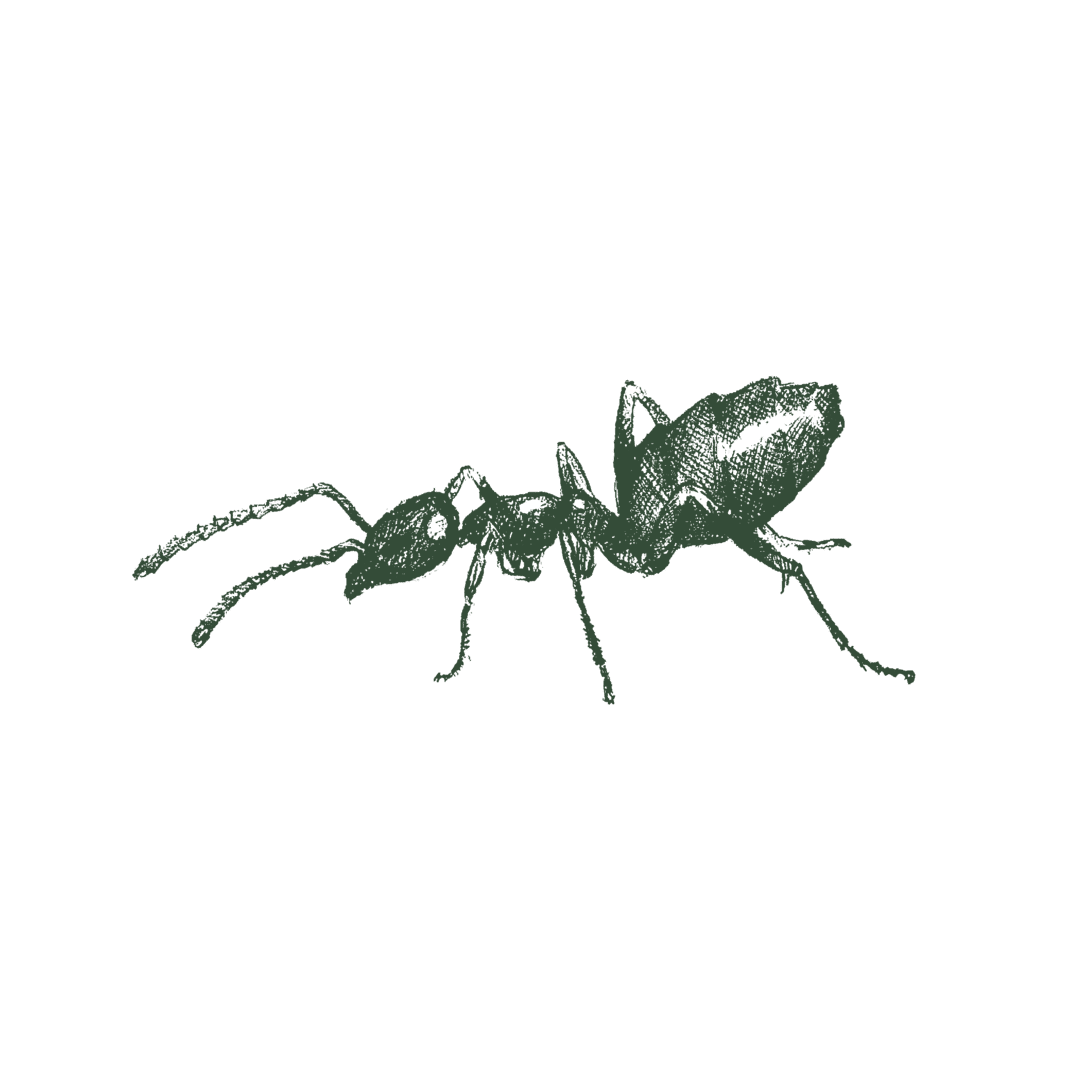 Illustration of odorous ant.