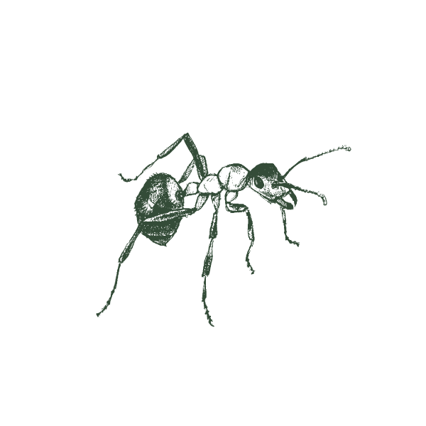Web Large Fire Ant