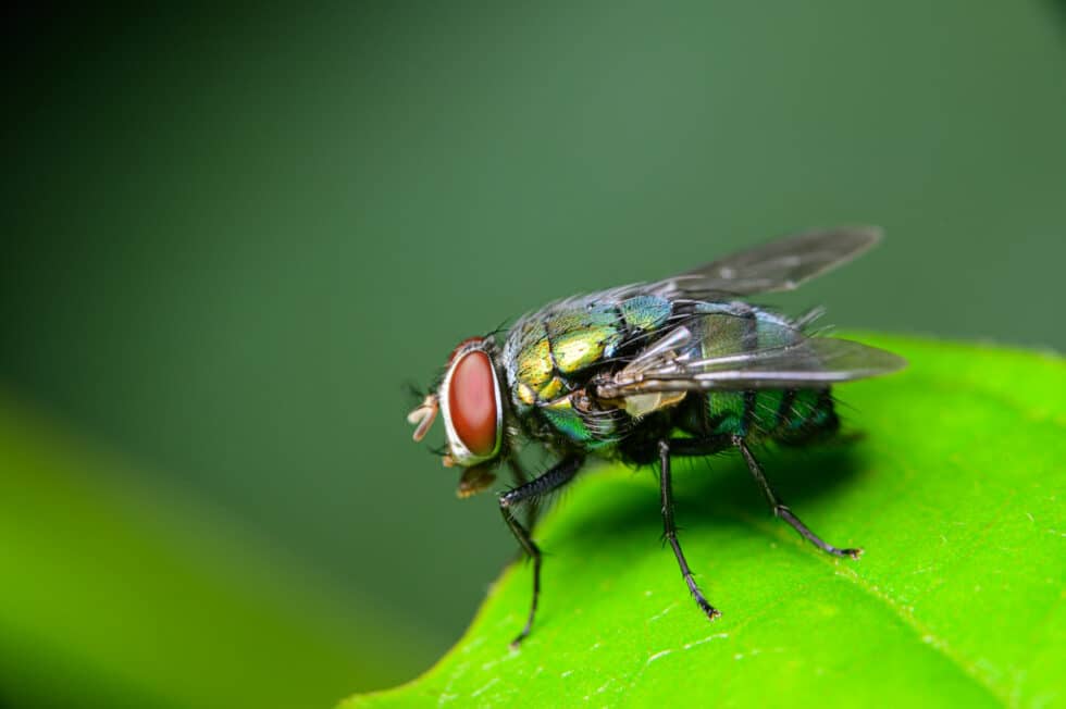 A Guide to Do House Flies Carry Diseases? How to Minimize the Risk in ...