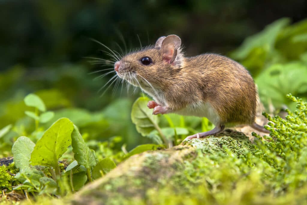 Close-Up Of A Small Brown Mouse Standing On Green Moss With A Blurred Green Background.