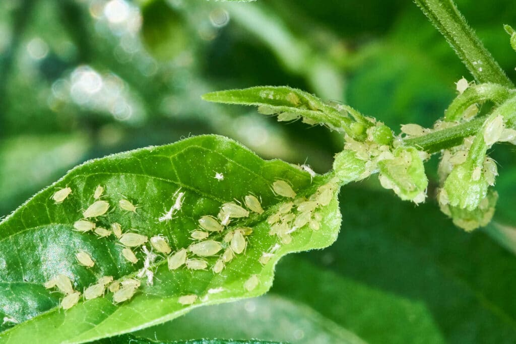 A Close-Up Of A Group Of Aphids On A Green Leaf And Plant Stem, Showcasing Their Small, Light Green Bodies. The Background Is A Soft Blur Of Green Foliage, Highlighting The Natural Environment.