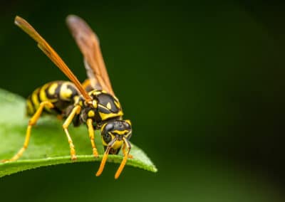 Why are Humans Scared of Bugs?