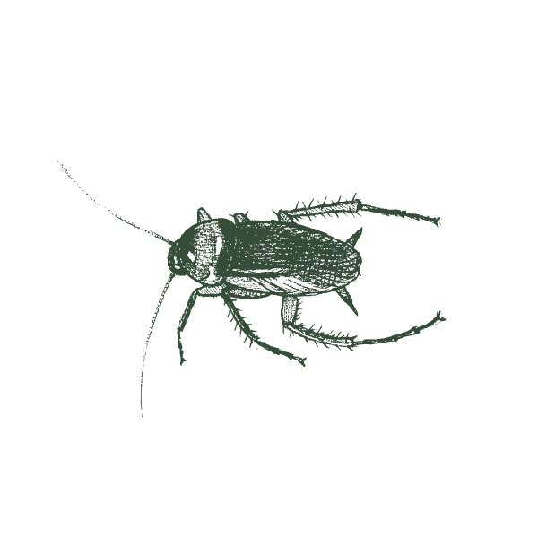 American Cockroach Web Large