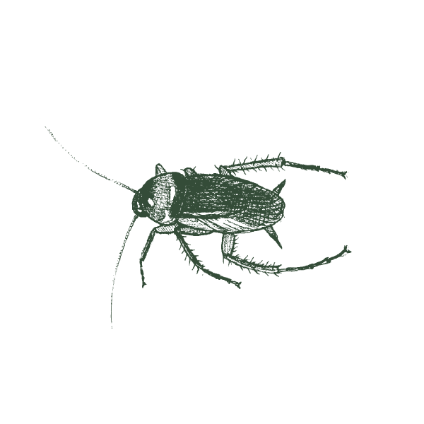 Illustration Of American Cockroach.