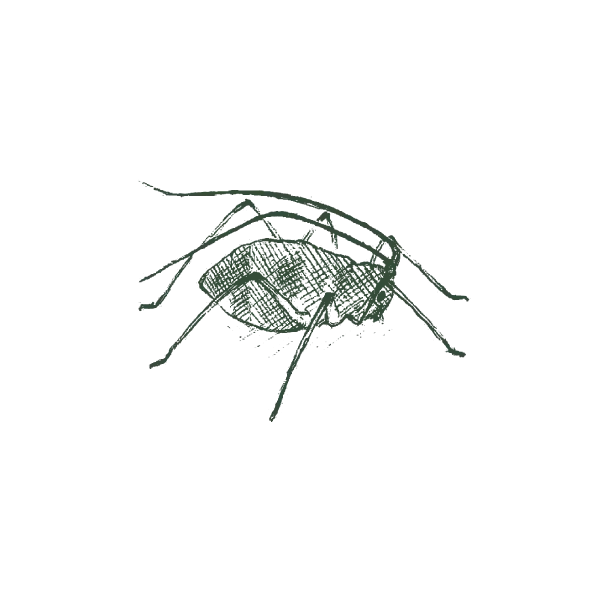 Illustration_of_aphid