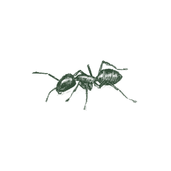 Argentine Ant Web Large