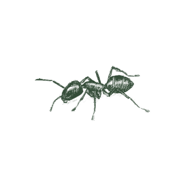 Illustration of an Argentine ant