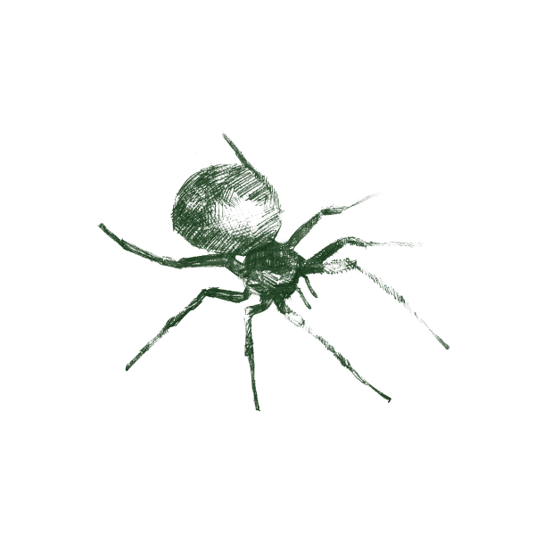 Illustration of black widow spider.