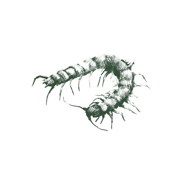 Centipede-Web-Large