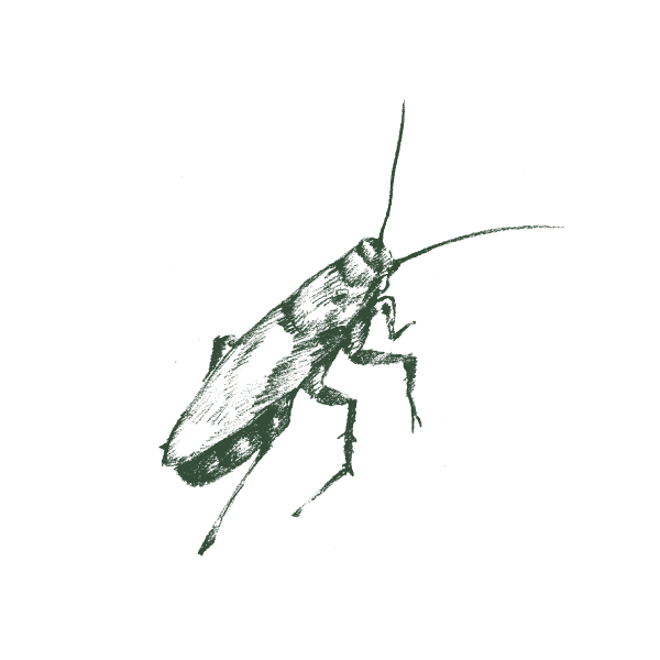 German Cockroach Web Large