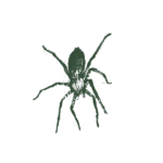 Illustration of a jumping spider.