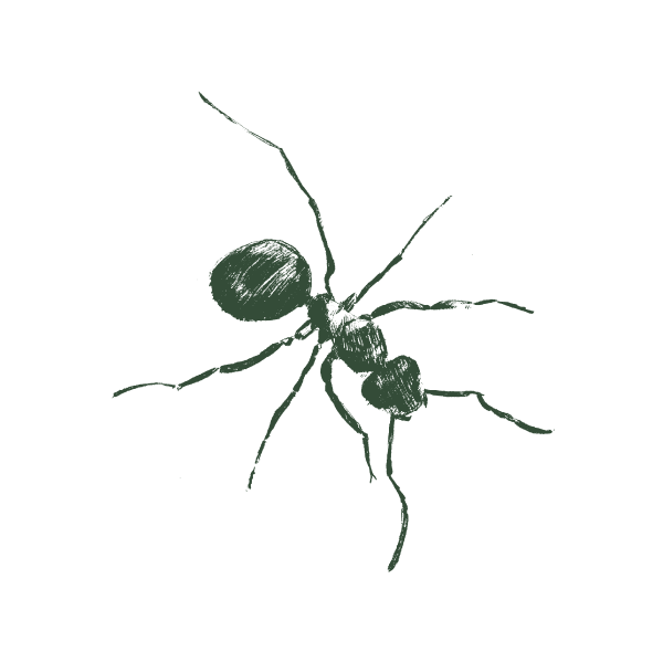 Drawing of a harvester ant.