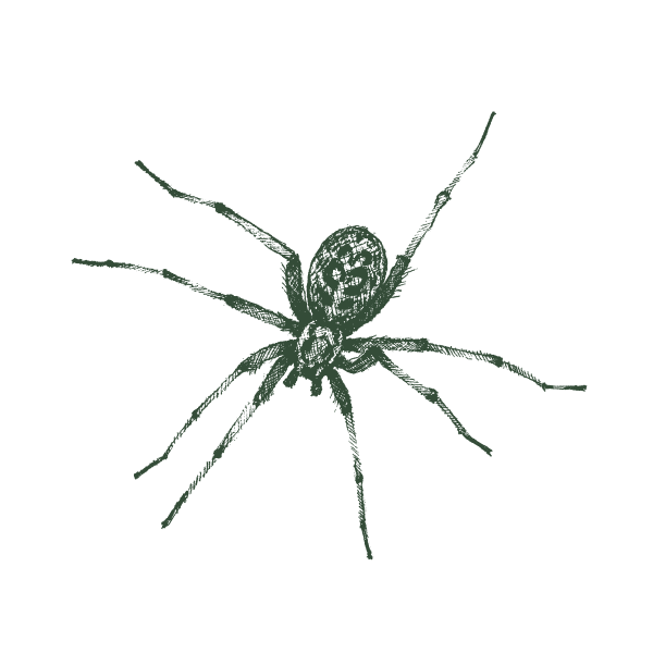 Hobo Spider Web Large