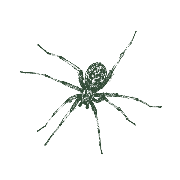 Illustration of hobo spider.