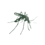 Illustration of mosquito.