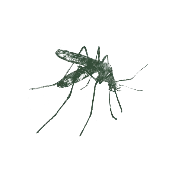 Illustration of mosquito.