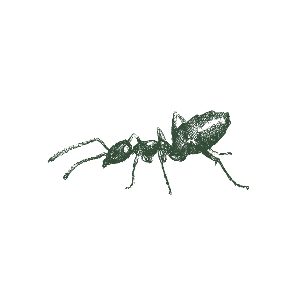 Illustration_of_an_odorous_house_ant