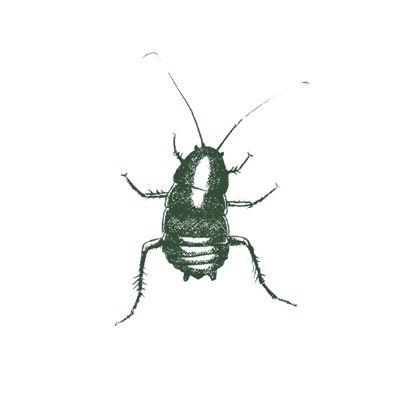 Illustration Of Oriental Cockroach.