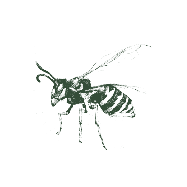 Drawing of a paper wasp