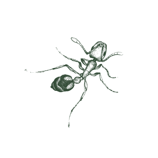 Illustration Of A Pharaoh Ant