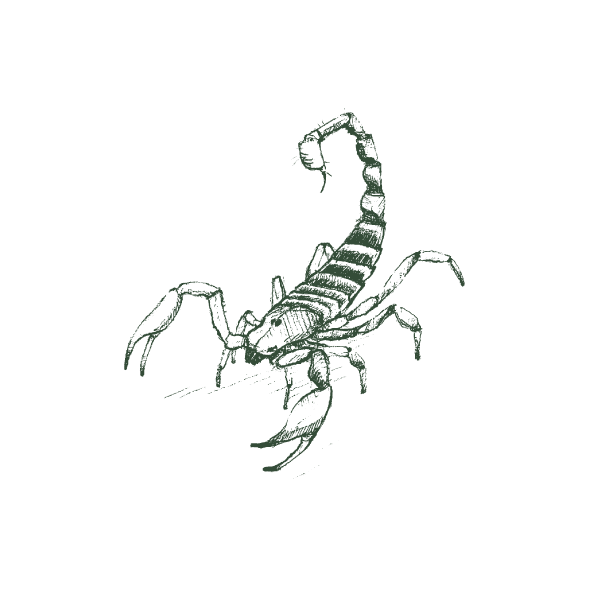 Scorpion Web Large