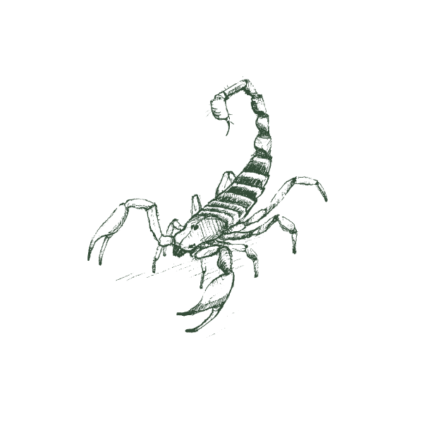 Illustration_of_scorpion