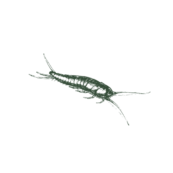 Illustration_of_silverfish