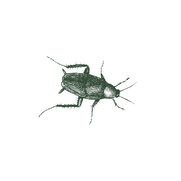 Illustration Of A Boxelder Bug