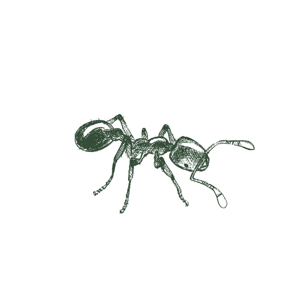 Thief Ant Web Large