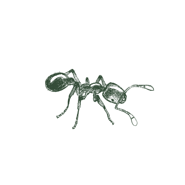 Illustration Of A Thief Ant