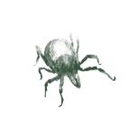 Illustration of tick.