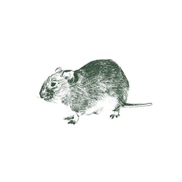 Illustration_of_vole