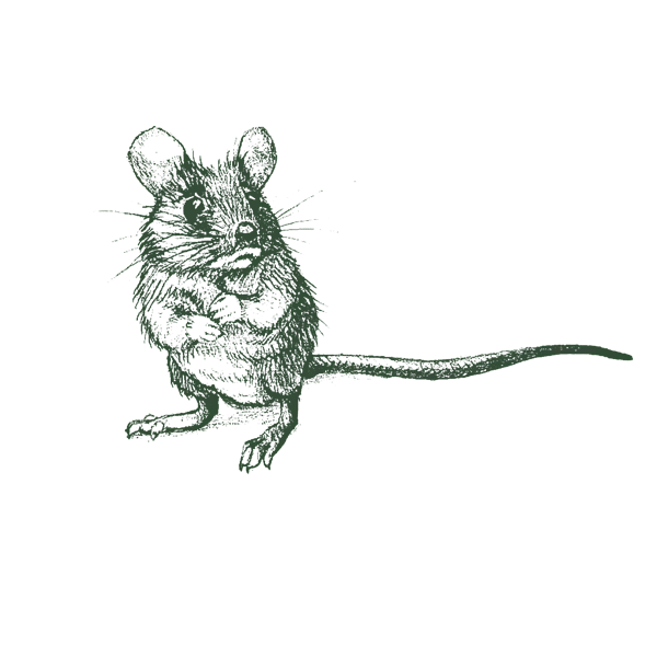 Illustration of house mouse.