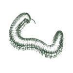 Illustration of millipede.