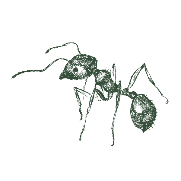 Pavement Ant Grn