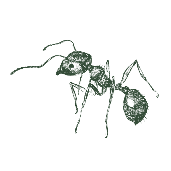 Illustration of a pavement ant