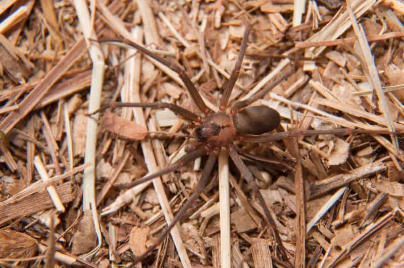 A Detailed Image Of A Brown Recluse Spider With Long Legs And A Distinctive Violin-Shaped Marking On Its Back, Resting On A Bed Of Dried Twigs And Leaves.