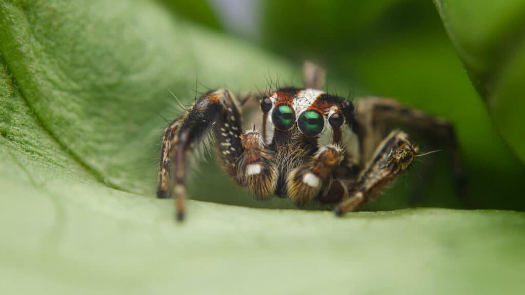 A Detailed Close-Up Image Of A Jumping Spider With Large, Bright Green Eyes And Distinctive Markings, Perched On A Green Leaf.