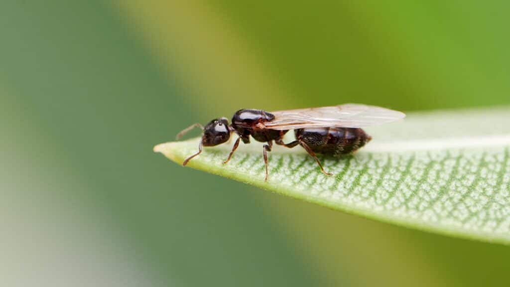 How Ants Are Getting Into Your House And How to Stop Them – Aptive ...