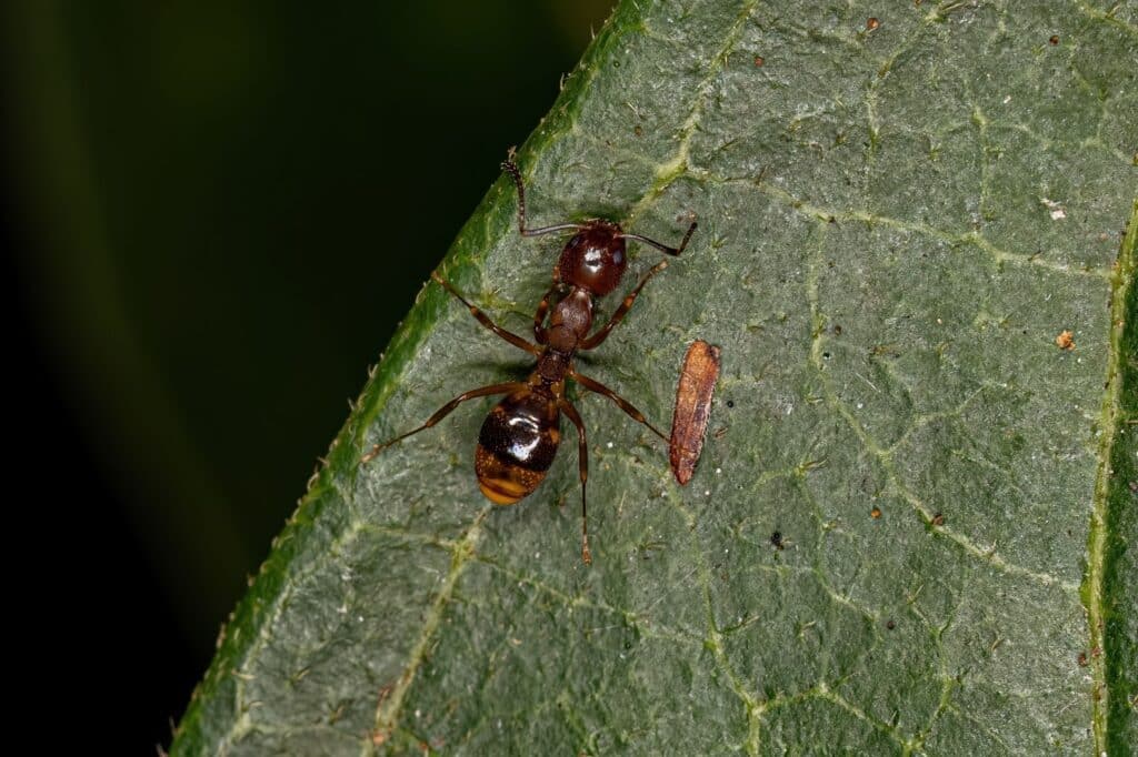 Close-Up Of An Odorous House Ant With A Brown And Black Body, Walking On A Textured Green Leaf With Visible Veins. A Small Brown Fragment Is Also Present On The Leaf.