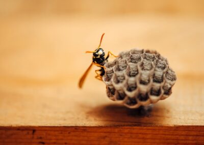 Understanding And Controlling Paper Wasps