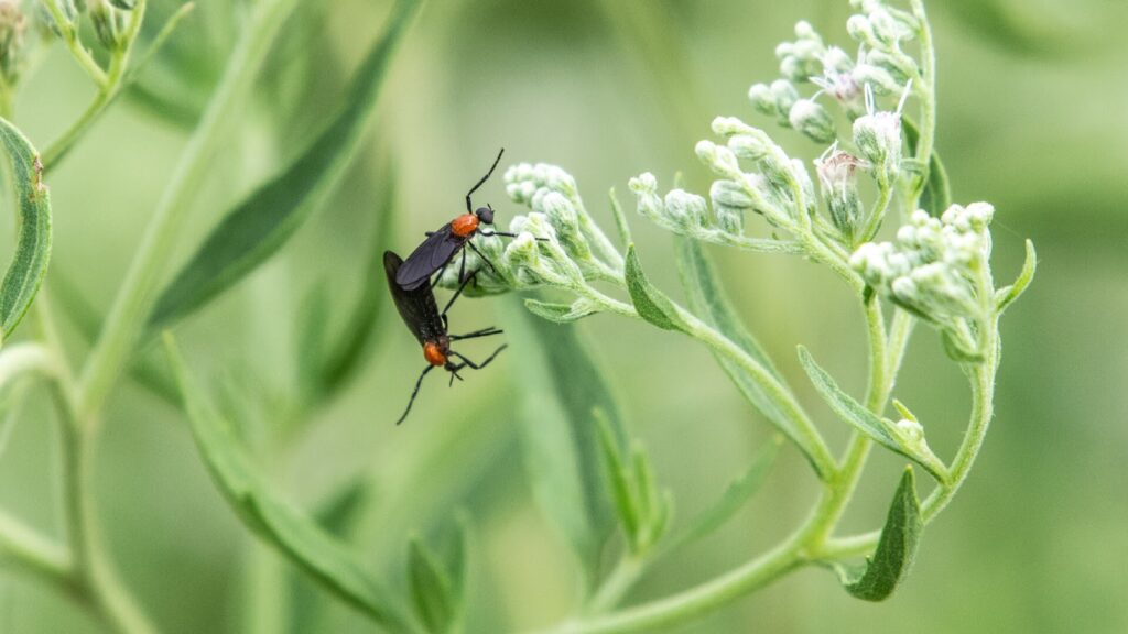 A Close-Up Of Two Mating Black And Orange Lovebugs On A Green Plant With Small White Flowers, Set Against A Blurred Green Background.