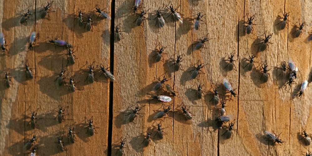 A Close-Up Image Of Numerous Winged Ants Crawling On A Wooden Surface. The Ants Have Translucent Wings That Catch The Light, Creating A Shimmering Effect. The Wooden Background Provides A Natural Setting For The Insects.