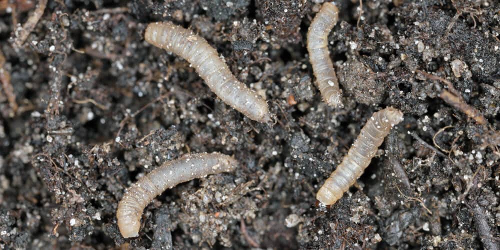 March fly larvae