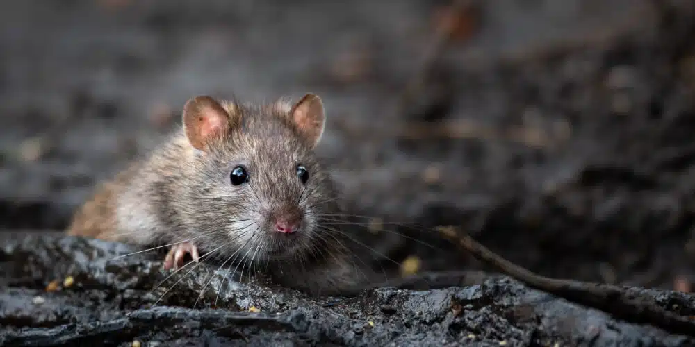 A Close-Up Image Of A Brown Rat Peeking Over A Muddy Ground. The Rat Has A Brownish Fur Coat, Large Black Eyes, And Visible Whiskers. The Background Is Dark And Blurred, Highlighting The Rat's Face And Front Paws.